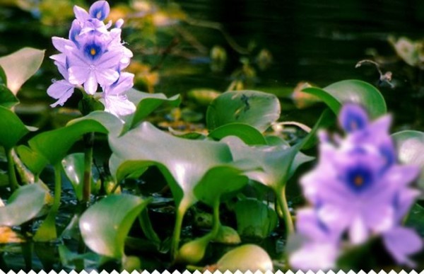 Jacinthe D’Eau, des superbes fleurs des bassins !